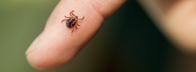 Skydda dig mot fästingbett: Så undviker du TBE och borrelia