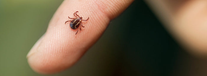 Skydda dig mot fästingbett: Så undviker du TBE och borrelia