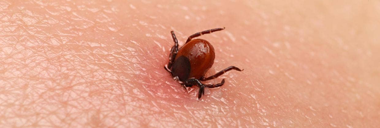 Så skyddar du dig mot TBE och borrelia