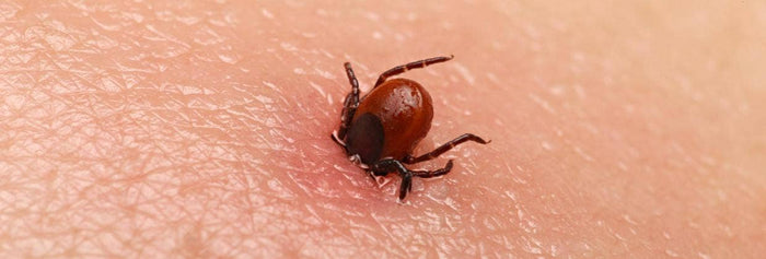 Så skyddar du dig mot TBE och borrelia