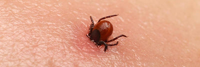 Så skyddar du dig mot TBE och borrelia