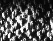 AutoSock struktur på textil