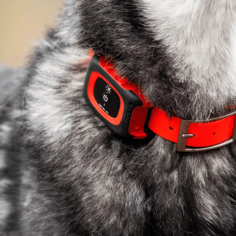 Hundhalsband till spårsändare MiniFinder Atto Pro 4G